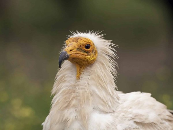 Comment organiser un marathon de jeux de société inspirés par l'Égypte antique?