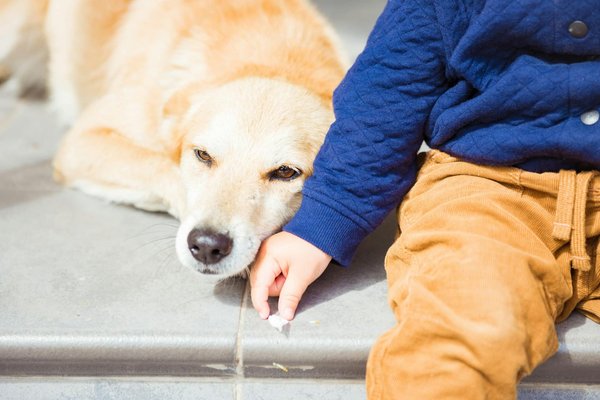 Pourquoi choisir une mutuelle pour son chien?
